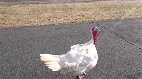 Unraveling the Mystery: Scientific Explanations for the Phenomenon of Dreaming about Albino Turkeys