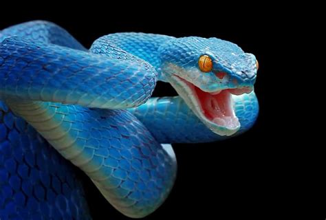 Unraveling the Significance of Animal Bites in Dreams: Exploring the Depths of Snakes and Vampires