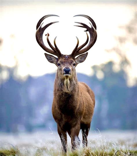 Unraveling the Significance of Dreaming about Seizing a Majestic Buck