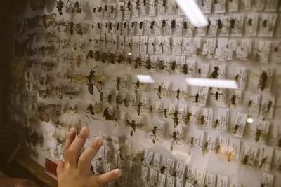 Unraveling the Significance of Insects in Your Haunting Night visions