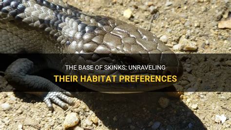 Unraveling the Significance of a Skink Pursuing You