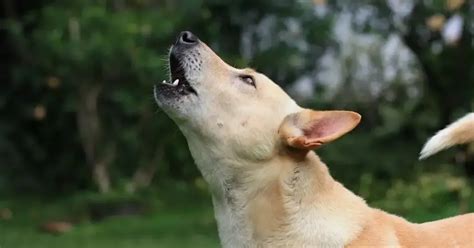 Unraveling the Symbolism of Intense Canine Vocalizations as a Sign of Safeguarding