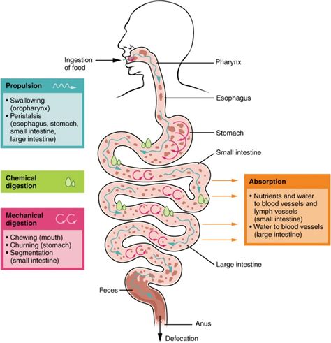 Unraveling the Truth: How Intruders Invade the Body and Impact Digestive Processes