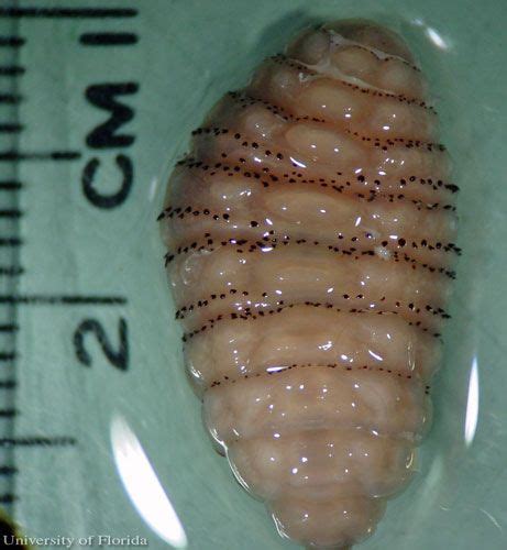 Unsettling Nightmares: Intrusions of Larvae within the Flesh