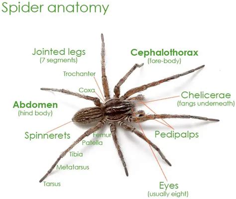 Unusual Physical Traits: Exploring the Spider-like Characteristics of Felid Arachnids