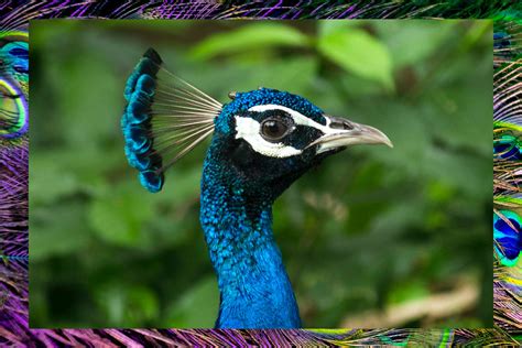 Unveil the Secrets of Peacock Behavior and Habitat