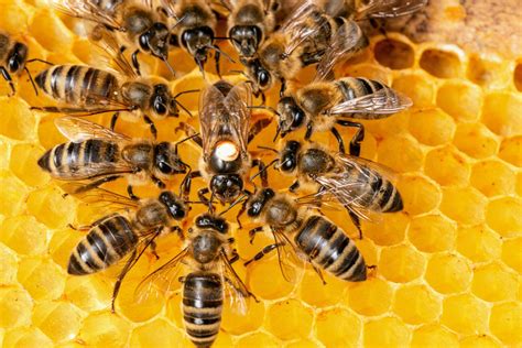 Unveiling Nature's Enigma: In Pursuit of a Cryptic Bee Colony