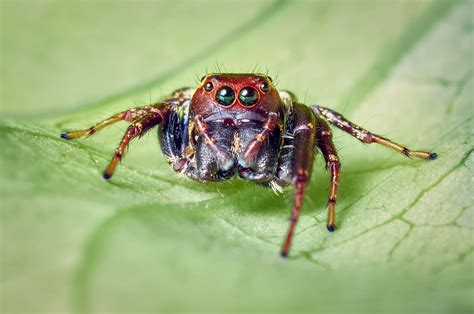 Unveiling Spider Myths: Discriminating Reality from Imagination