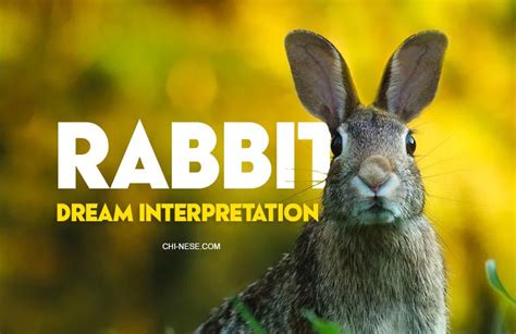 Unveiling Typical Meanings of the Disturbing Rabbit Fatality Dreams
