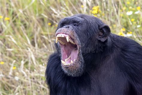 Unveiling the Aggressive Nature of Primates