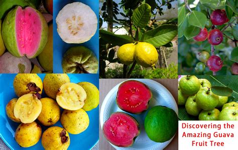 Unveiling the Cultural Importance of Dreams Involving the Luscious Guava Fruit Plant