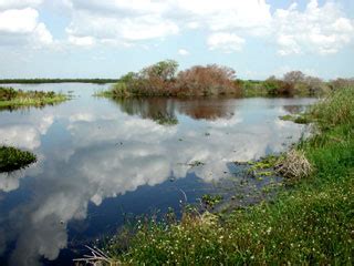 Unveiling the Deeper Significance Concealed in Visions of Marshy Aquatic Environments