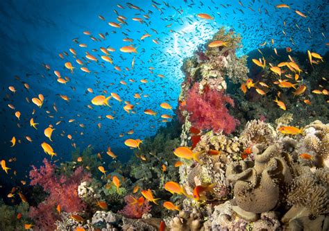 Unveiling the Diverse Ecosystems and Habitats Underwater