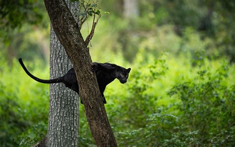 Unveiling the Enchantment of Little Panthers