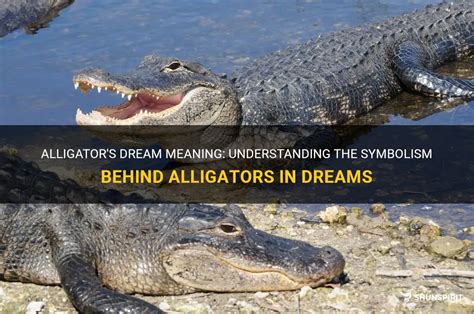 Unveiling the Enigma: Deciphering the Symbolic Meaning of Alligators in Dreams