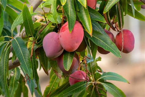 Unveiling the Enigma: Tips and Tricks for Cultivating the Exquisite Mangoes in Your Backyard