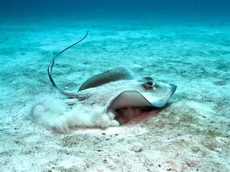 Unveiling the Enigmatic Backstory of Stingray Suicide