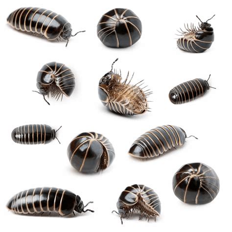 Unveiling the Enigmatic Behavior of Pill Bugs: Exploring their Hidden Lives 