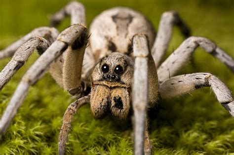 Unveiling the Extraordinary Adaptations of the Striped Spider Dream