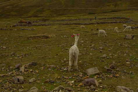 Unveiling the Extraordinary Experience of Exploring Mysterious Natural Landscapes Alongside the Graceful Llamas