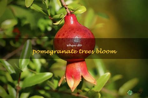 Unveiling the Fascinating Legacy of Pomegranates: From Timeless Origins to Contemporary Cultivation Techniques