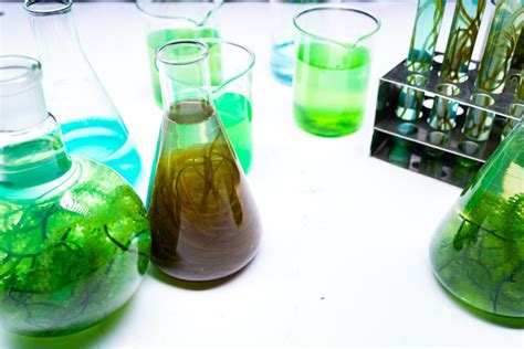 Unveiling the Healing Potential of Green Algae