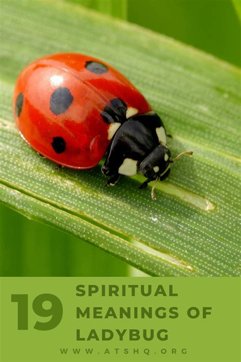Unveiling the Hidden Meanings: Exploring the Symbolism Behind Remarkable Ladybug Dreams
