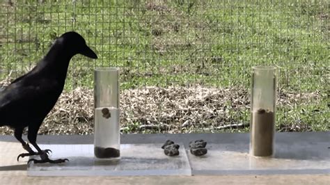 Unveiling the Hidden Talents of Crows: Problem-Solving and Tool Usage