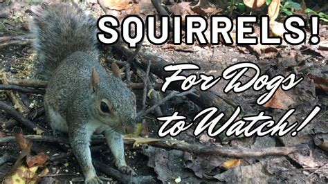 Unveiling the Intricate Communication System of Woodland Beings: Squirrels Take the Spotlight