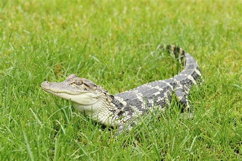 Unveiling the Intricate Symbolism of Ending the Life of a Young Alligator in Our Dreams