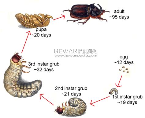 Unveiling the Life Cycle of Lucanidae Insects