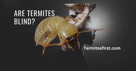 Unveiling the Link Between Termite Visions and Personal Insecurities