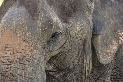 Unveiling the Meaning of Albino Pachyderms