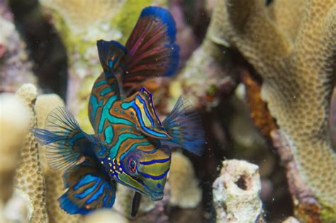 Unveiling the Mesmerizing Shades of Tropical Fish