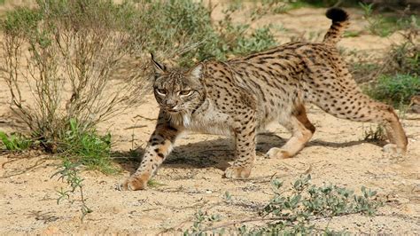 Unveiling the Mysteries: Understanding Lynx Behavior and Characteristics