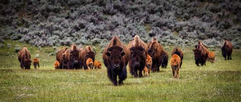 Unveiling the Mysteries of Communication and Hierarchy in Majestic Bison Herds