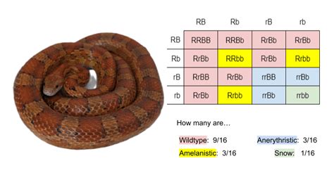 Unveiling the Mysteries of Snake Morphs and Genetics