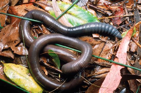 Unveiling the Mystery of Gigantic Earthworm Reveries