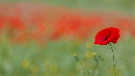 Unveiling the Mystical Properties of Poppy Plants