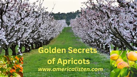 Unveiling the Origins of Apricots and Their Journey to Your Plate