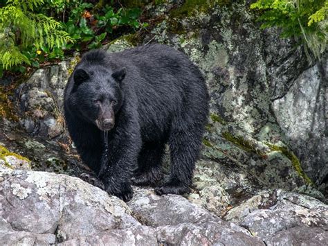 Unveiling the Power and Strength of Black Bears