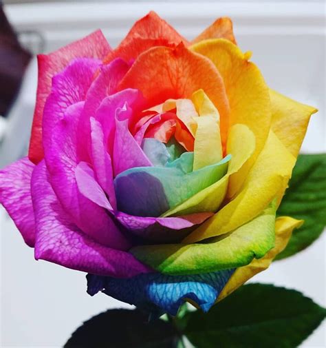 Unveiling the Science behind the Changing Hues of Exquisite Roses