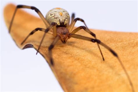 Unveiling the Secret Realm of the Brown Widow Spider