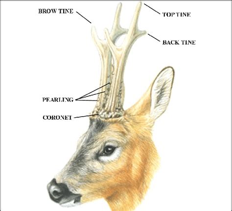 Unveiling the Secrets: The Inner Workings and Composition of Deer Antlers