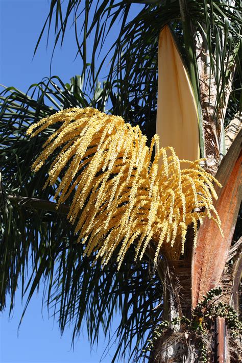 Unveiling the Significance of Flora Blossoming from Palms