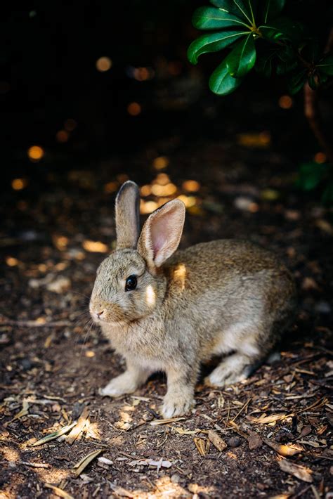 Unveiling the Significance of Nourishing Bunny Reveries