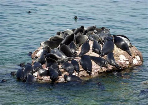 Unveiling the Societal Aspects of Mysterious Seal Species: Captivating Conduct and Connections 