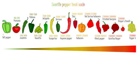 Unveiling the Spiciness Spectrum: Exploring Different Levels of Heat