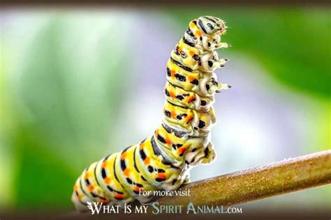 Unveiling the Spiritual and Mystical Significance of Dreaming about Enormous Caterpillars