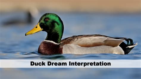 Unveiling the Symbolic Significance of Water in Duck Dream Analysis